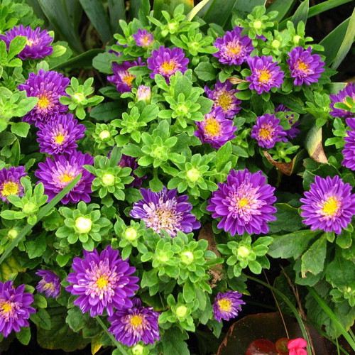Callistephus Chinensis flower seeds, colorful mix, 25 pcs