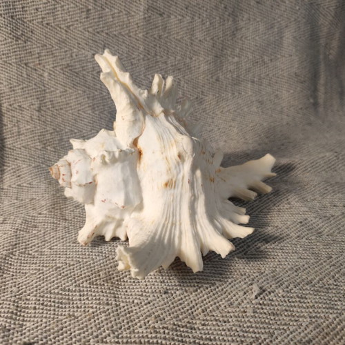 Murex seashell like new, 16x10x12 cm