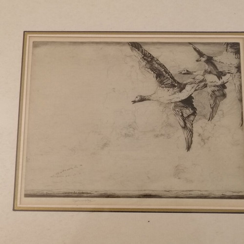 Ducks copper engraving used, framed 47x38 by Marples George