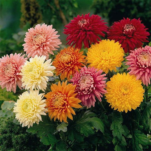 Multicolor Chrysanthemum Flower Seeds, pack of 25