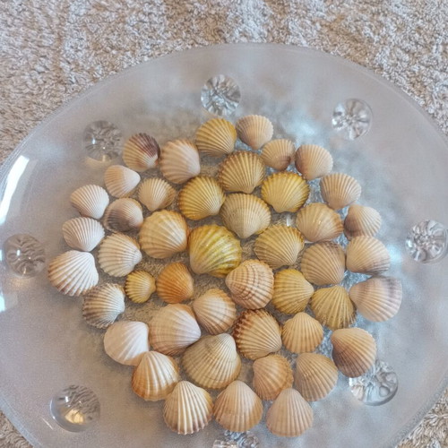 Natural butterfly-type seashells and rare oysters for decoration