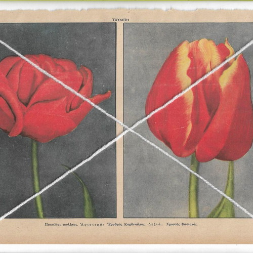 Vintage prints pack of 4 with tulip varieties and other flowers, like new