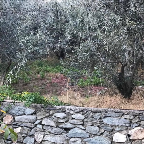 Κατοικία με ελαιώνα και θέα στον Όλυμπο