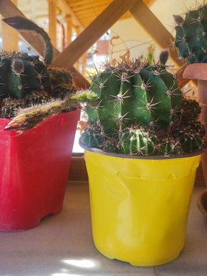 Κάκτοι Echinopsis καινούργιοι με παραφυάδες και μπουμπούκια