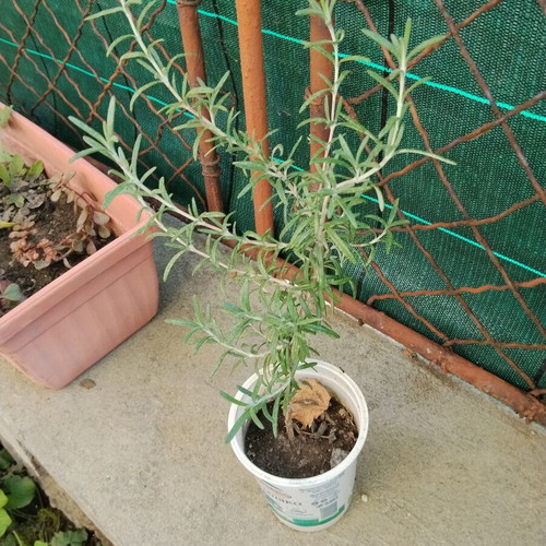 Young rosemary plant Salvia rosmarinus Rosmarinus officinalis