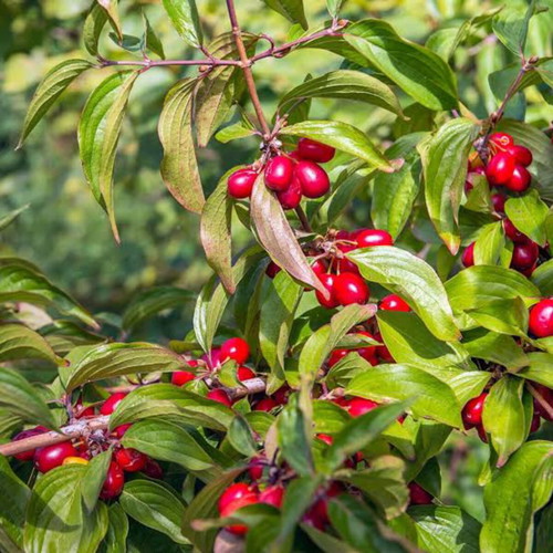 Elderberry-Cornel Syrup new, 420g for ice cream and desserts
