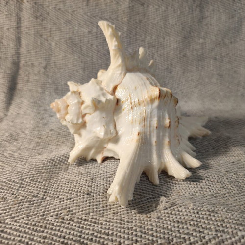 Murex shell like new, 14x10x11 cm
