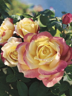 Bicolor rose seeds yellow with pink edges