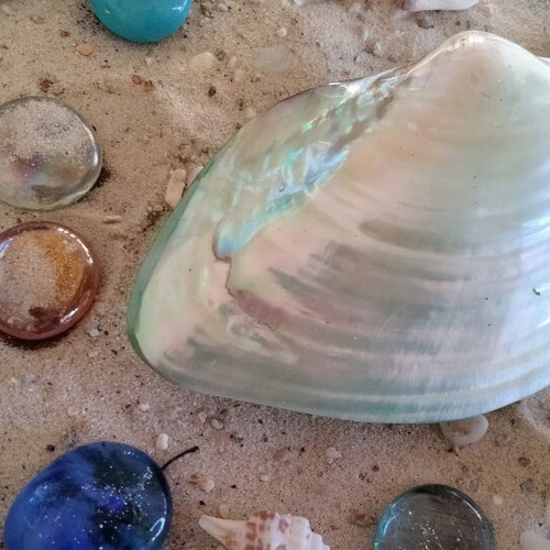 Mother of Pearl Collectible Freshwater Mussel Shell new, 6cm