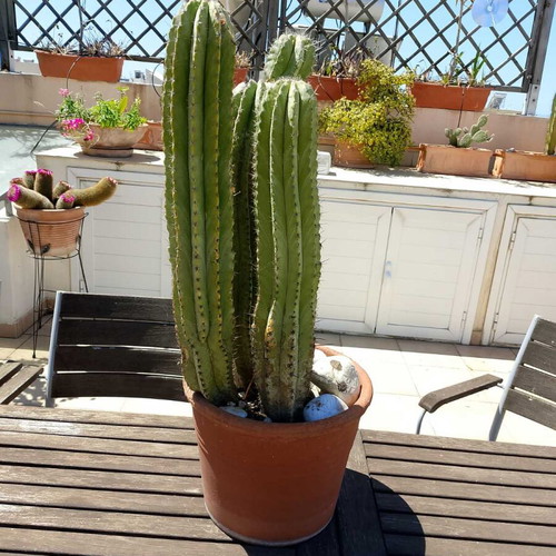 Cactus 15 years used in ceramic pot