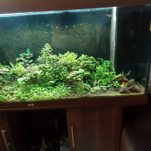 Juwel Rio 450 aquarium like new with cabinet