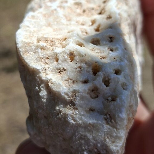 Fossilized coral from northern Evros, new