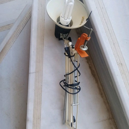 Office lamp with articulated spring and spiral clock