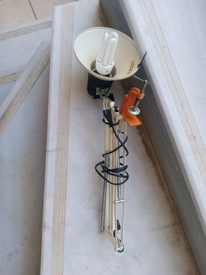 Office lamp with articulated spring and spiral clock