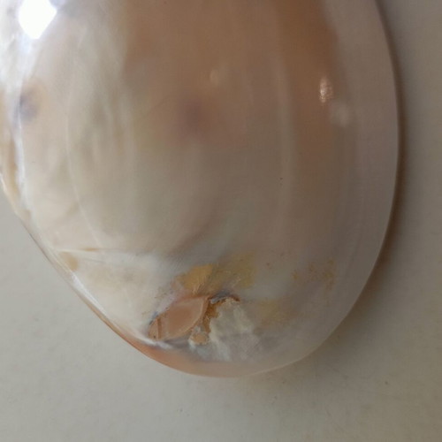 Mother of pearl shell used, lightweight, decorative