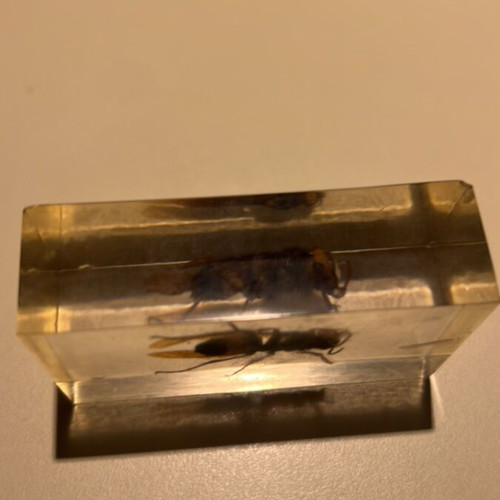 Wasp in resin used, De Agostini insect collection