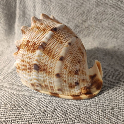 Cypraecassis Rufa shell like new, 10x9x9 cm