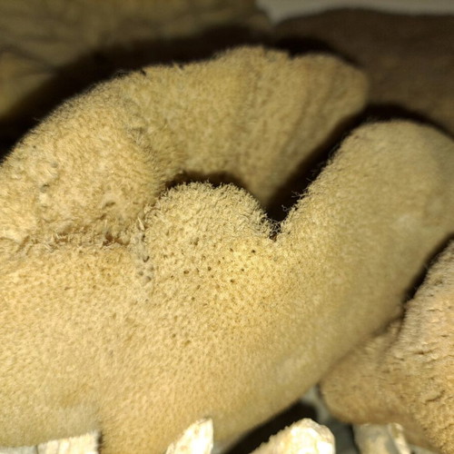 Sea sponges and decorative items new, pack