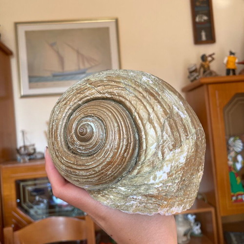 Large seashell used, natural from the sea