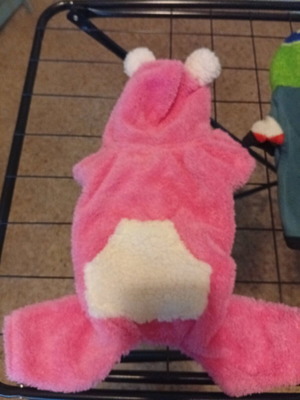 Pet clothes like new, set for small dogs and cats