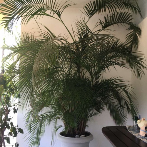 Kentia palm new