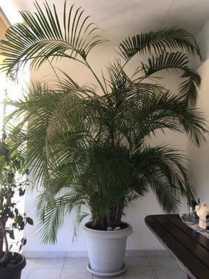 Kentia palm new