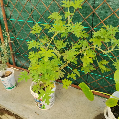 Pelargonium graveolens scented geranium