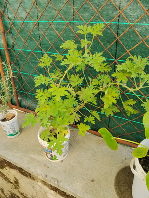Pelargonium graveolens scented geranium