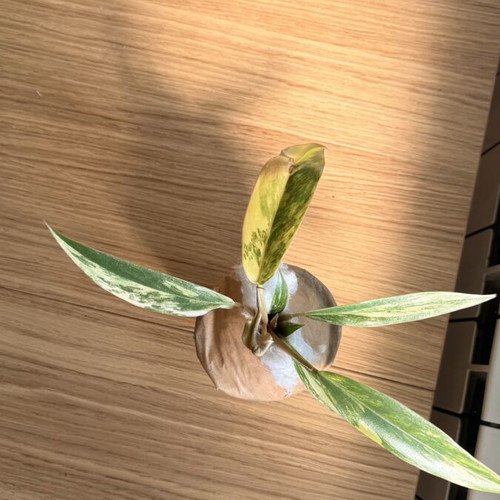 Philodendron Caramel Marble Variegata plant