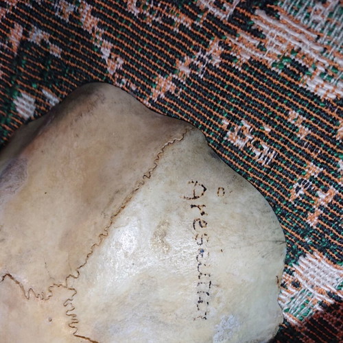 Northern Deer Trophy like new