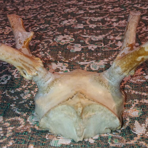 Northern Deer Trophy like new
