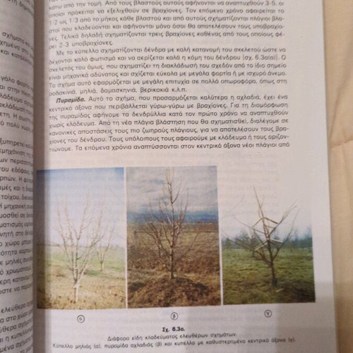 Dendrodesis Kalliergeies used book