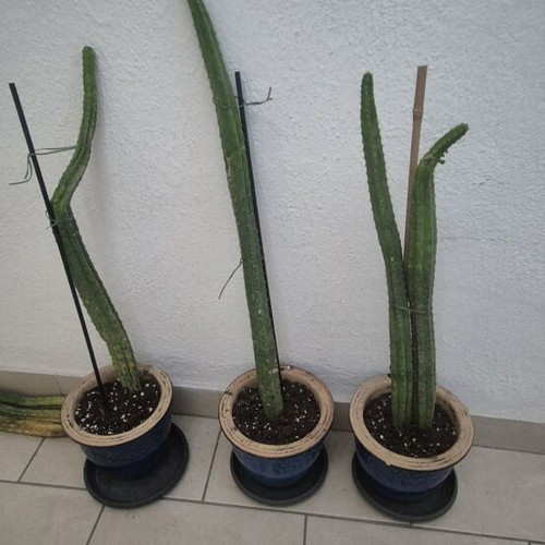 San Pedro cactus authentic, various sizes, new