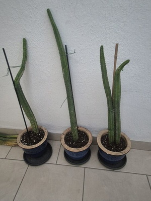 San Pedro cactus authentic, various sizes, new