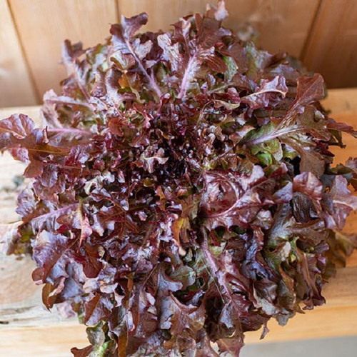 Red Salad Bowl lettuce seeds like new