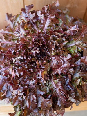Red Salad Bowl lettuce seeds like new