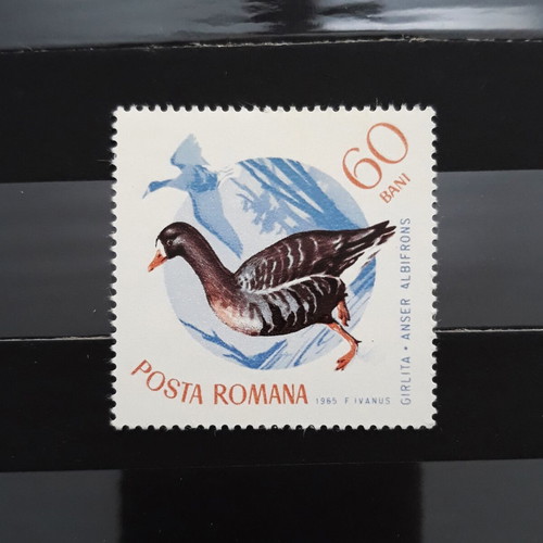 Γραμματόσημο Romania 1965 Birds Albifrons καινούργιο