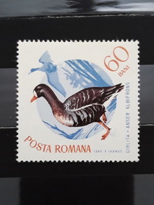 Γραμματόσημο Romania 1965 Birds Albifrons καινούργιο