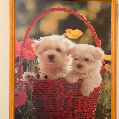 Picture frame set with image like new