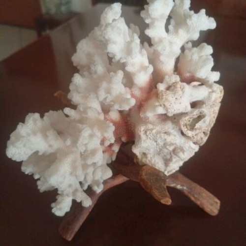 Natural coral Pocillopora verrucosa on driftwood base, like new