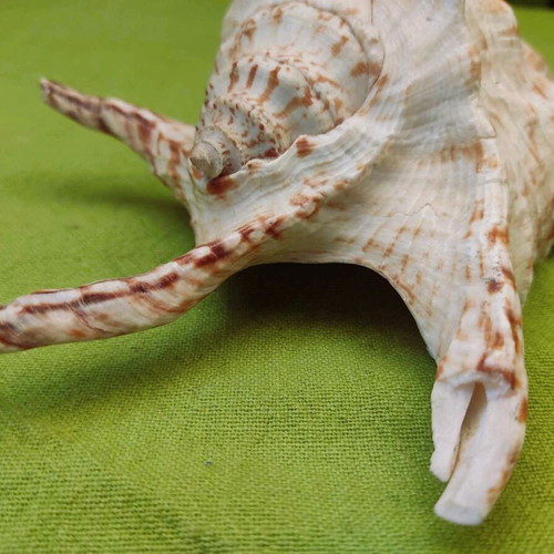 Natural spider conch shell used, 21cm