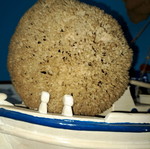 Decorative sponges new