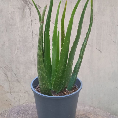 Aloe Vera succulent in nursery pot, new