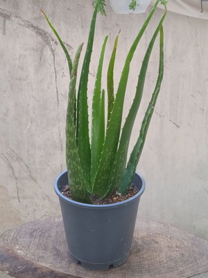 Aloe Vera succulent in nursery pot, new