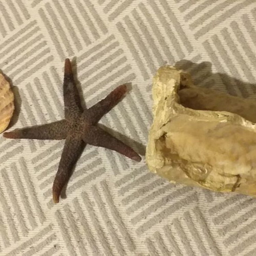 Fossils like new, set with comb, starfish and unknown