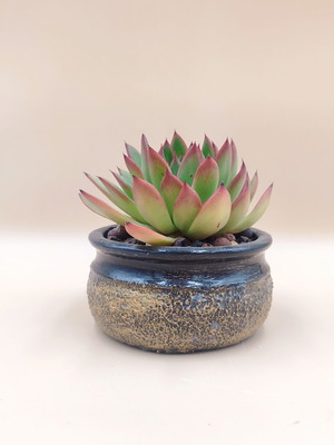Echeveria agavoides με χειροποίητη γλάστρα καινούργιο, ιδανικό δώρο