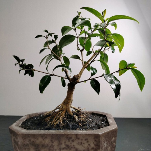 Bonsai Ligustrum 10 Years Old in Handmade Ecological Pot new