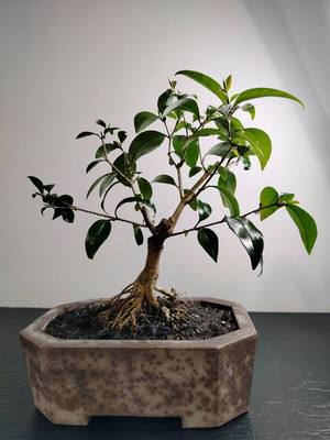 Bonsai Ligustrum 10 Years Old in Handmade Ecological Pot new
