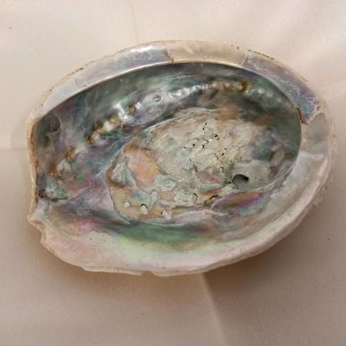 Abalone natural shell used with beautiful natural shades