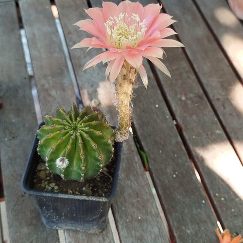 Echinopsis cv Roth 107 cactus new, 8cm